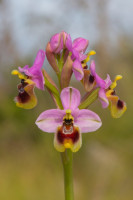 /album/foto-adriano/orchidea-ophrys-tenthredinifera-jpg/